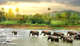 Sri Lanka
